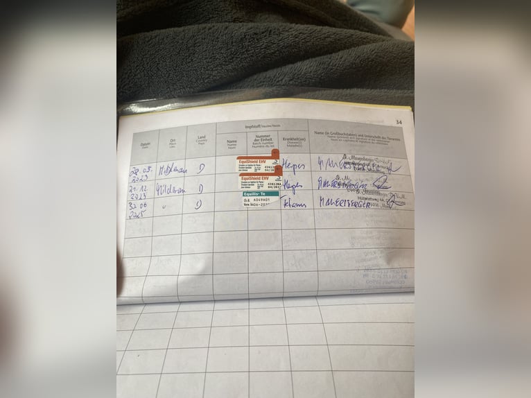 Kuce szetlandzkie Klacz 20 lat 104 cm Kasztanowata in Mildenau