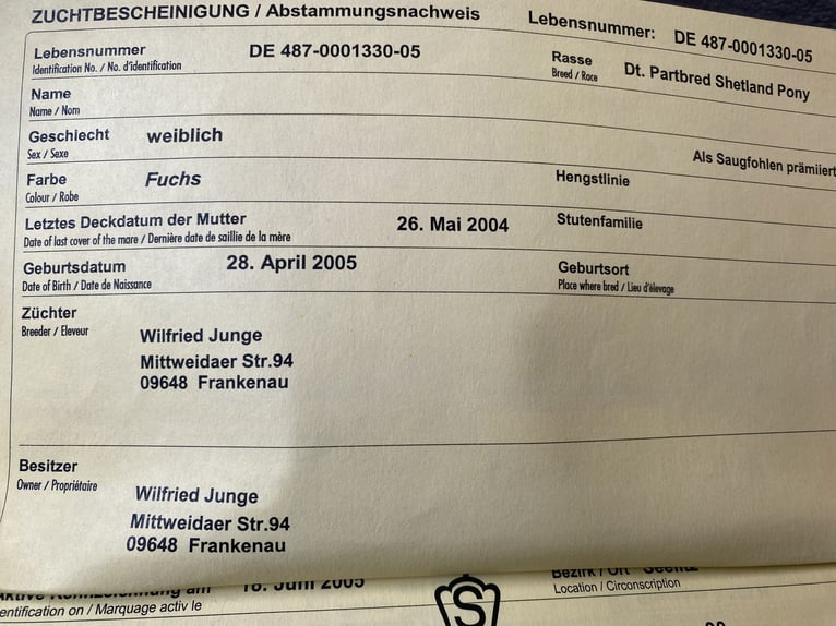 Kuce szetlandzkie Klacz 20 lat 104 cm Kasztanowata in Mildenau