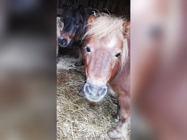 Kuce szetlandzkie Klacz 20 lat 105 cm Kasztanowata in Burghaslach