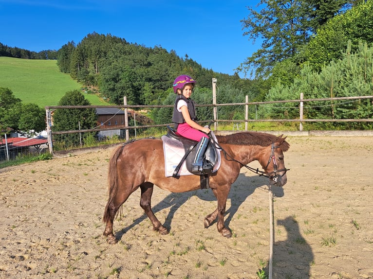 Kuce szetlandzkie Mix Klacz 20 lat 115 cm Cisawa in Waldhausen im Strudengau