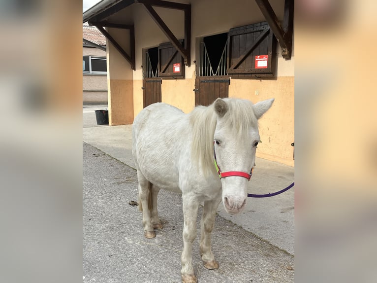 Kuce szetlandzkie Klacz 21 lat 112 cm Biała in CourtenayMorestel