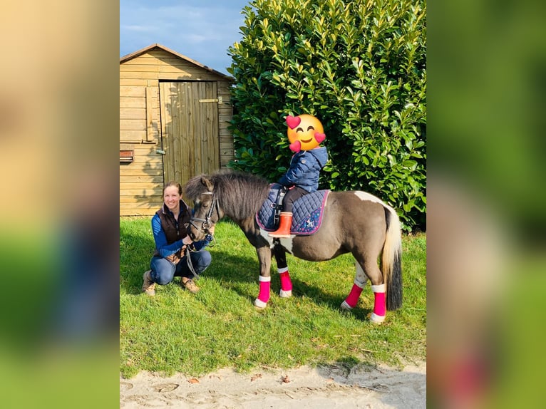 Kuce szetlandzkie Klacz 22 lat 100 cm Srokata in Kempen