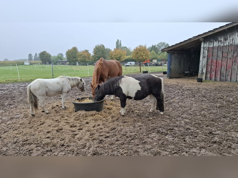 Kuce szetlandzkie Klacz 22 lat 100 cm Srokata in Kempen