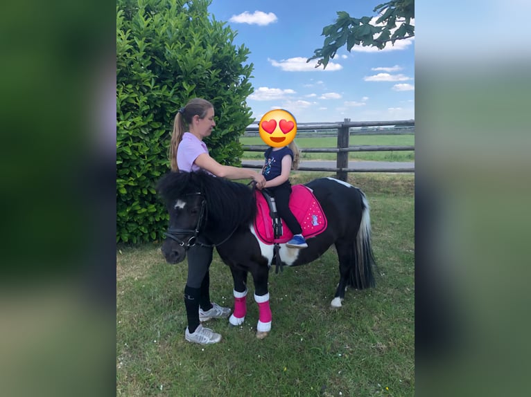 Kuce szetlandzkie Klacz 22 lat 100 cm Srokata in Kempen