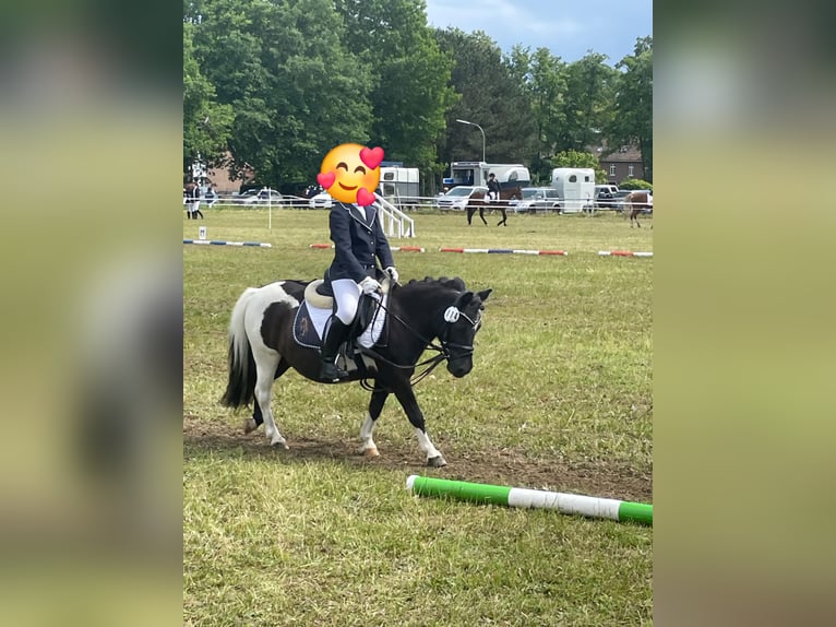 Kuce szetlandzkie Klacz 22 lat 100 cm Srokata in Kempen