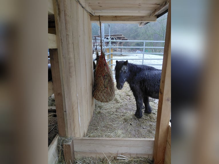 Kuce szetlandzkie Klacz 22 lat 101 cm Kara in Kronach