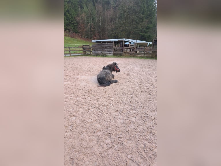 Kuce szetlandzkie Klacz 22 lat 101 cm Kara in Kronach
