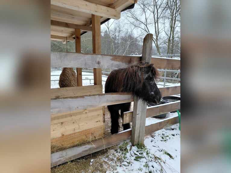 Kuce szetlandzkie Klacz 22 lat 101 cm Kara in Kronach