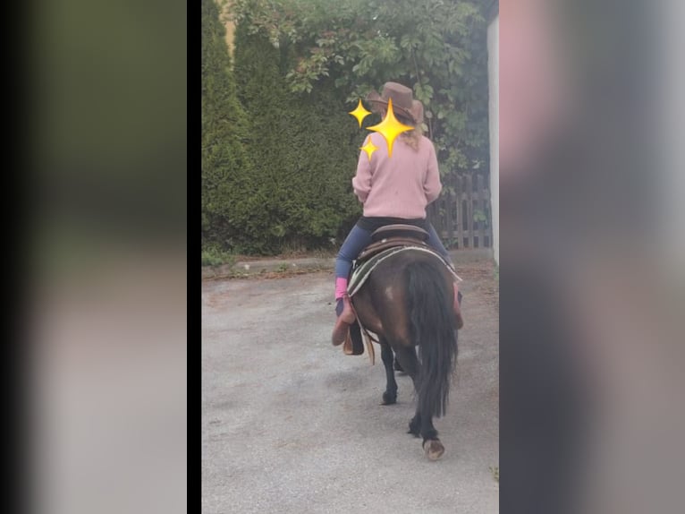 Kuce szetlandzkie Klacz 22 lat 105 cm  in Tirol