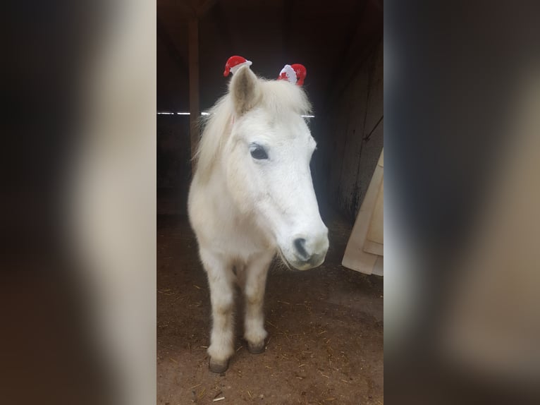 Kuce szetlandzkie Mix Klacz 23 lat 110 cm Siwa w hreczce in Neumarkt-Sankt Veit