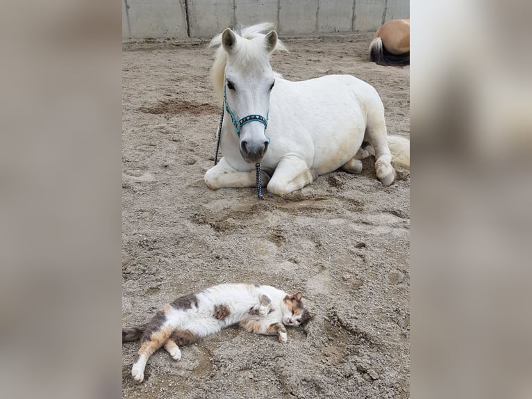 Kuce szetlandzkie Mix Klacz 23 lat 110 cm Siwa w hreczce in Neumarkt-Sankt Veit