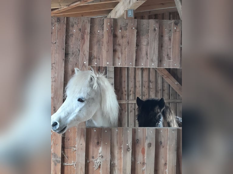 Kuce szetlandzkie Klacz 27 lat 106 cm Siwa in Elterlein