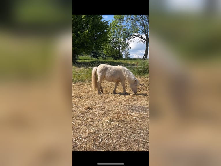 Kuce szetlandzkie Klacz 2 lat 100 cm Cremello in Mügeln