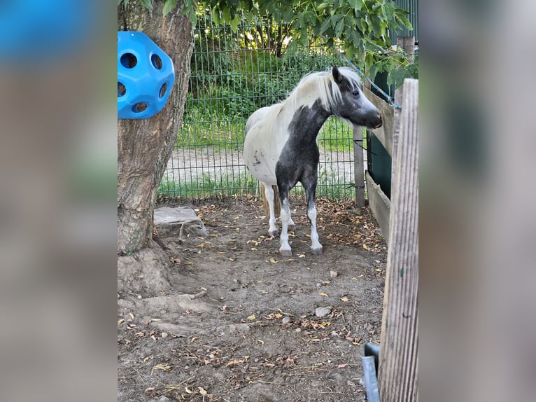 Kuce szetlandzkie Klacz 2 lat 100 cm Może być siwy in Zehdenick