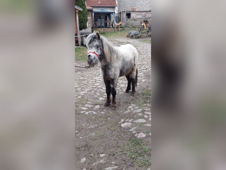 Kuce szetlandzkie Klacz 2 lat 100 cm Tarantowata in Hörsingen