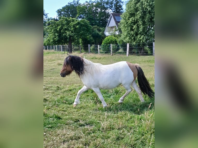Kuce szetlandzkie Klacz 2 lat 104 cm Srokata in Bissendorf