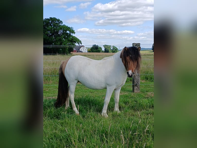 Kuce szetlandzkie Klacz 2 lat 104 cm Srokata in Bissendorf