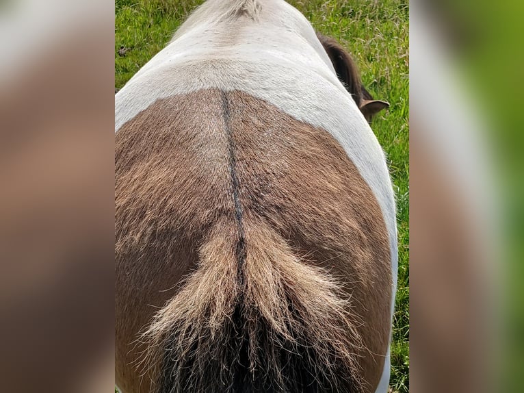 Kuce szetlandzkie Klacz 2 lat 104 cm Srokata in Bissendorf