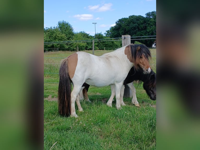 Kuce szetlandzkie Klacz 2 lat 104 cm Srokata in Bissendorf