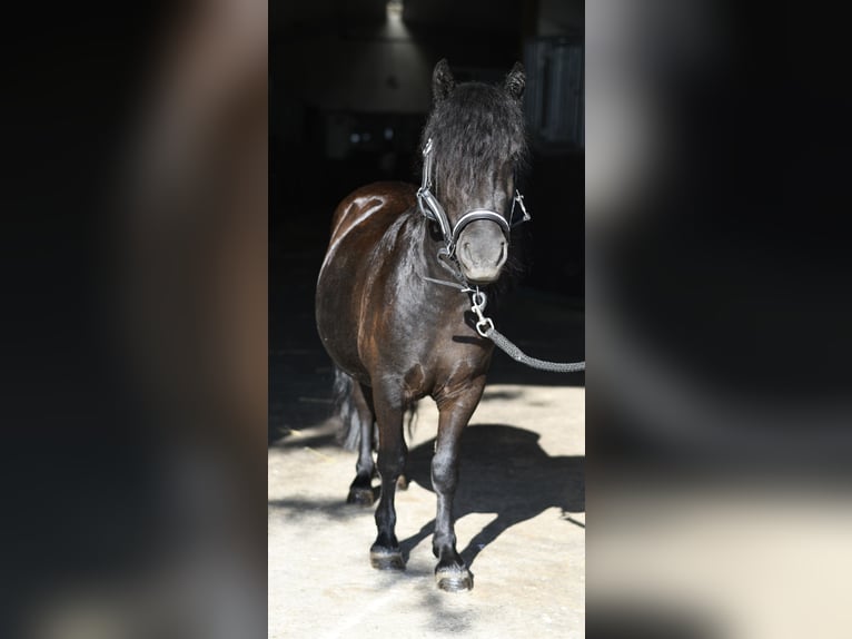 Kuce szetlandzkie Klacz 2 lat 105 cm Kara in Geilenkirchen