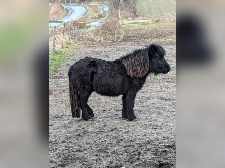 Kuce szetlandzkie Klacz 2 lat 105 cm Kara in Hürup OT Maasbüll