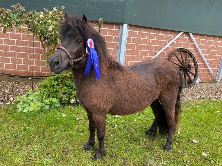 Kuce szetlandzkie Klacz 2 lat 105 cm Kara in Hürup OT Maasbüll