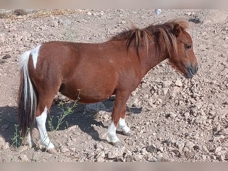 Kuce szetlandzkie Klacz 2 lat 74 cm Srokata in Illar