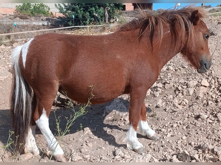 Kuce szetlandzkie Klacz 2 lat 74 cm Srokata in Illar