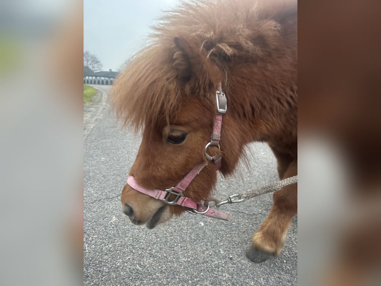 Kuce szetlandzkie Klacz 2 lat 75 cm Kasztanowata in Bordelum