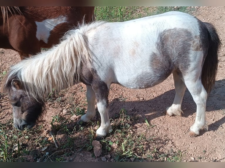 Kuce szetlandzkie Klacz 2 lat 75 cm Srokata in Illar