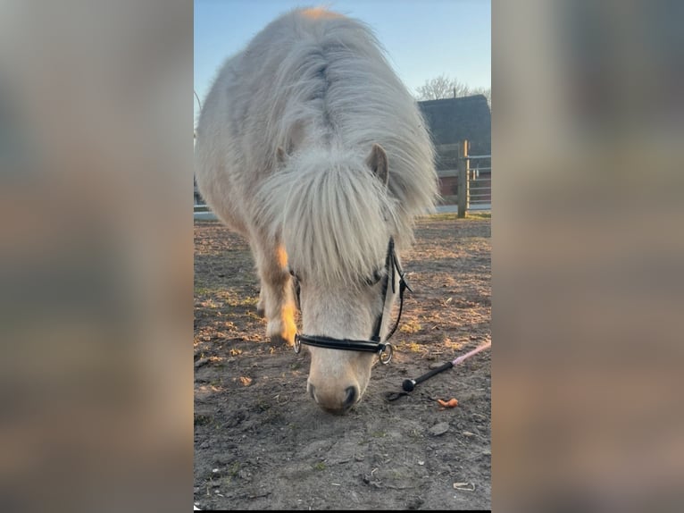 Kuce szetlandzkie Klacz 2 lat 80 cm Kasztanowata in Bordelum