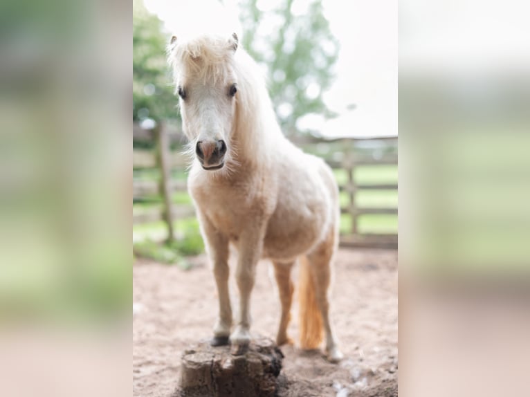 Kuce szetlandzkie Klacz 2 lat 84 cm Izabelowata in Gouderak