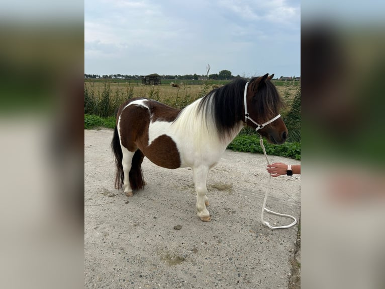 Kuce szetlandzkie Klacz 2 lat 85 cm Gniada in Klaaswaal