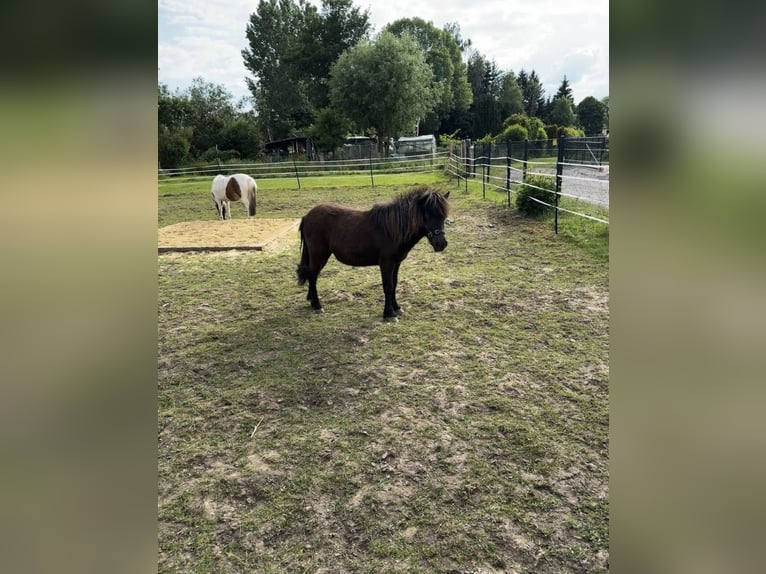 Kuce szetlandzkie Klacz 2 lat 86 cm Skarogniada in Hofgeismar