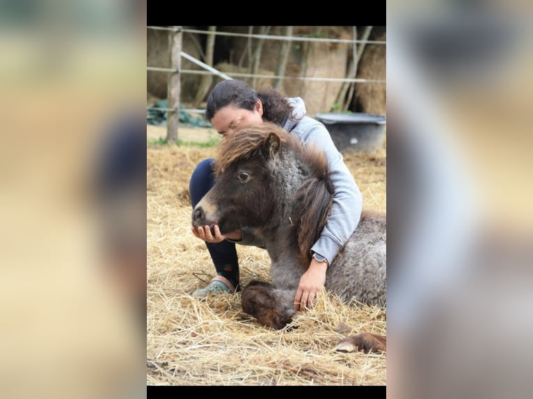 Kuce szetlandzkie Mix Klacz 2 lat 90 cm Tarantowata in Écouen