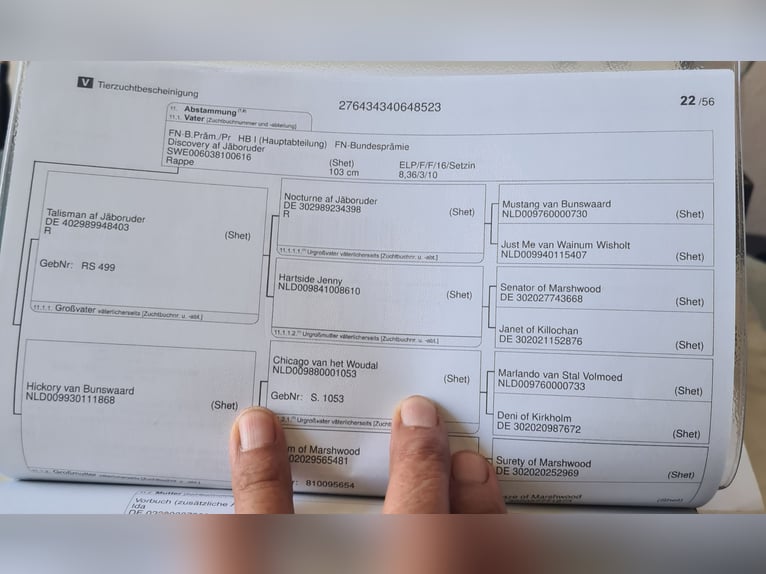 Kuce szetlandzkie Klacz 2 lat 95 cm in Verden (Aller)