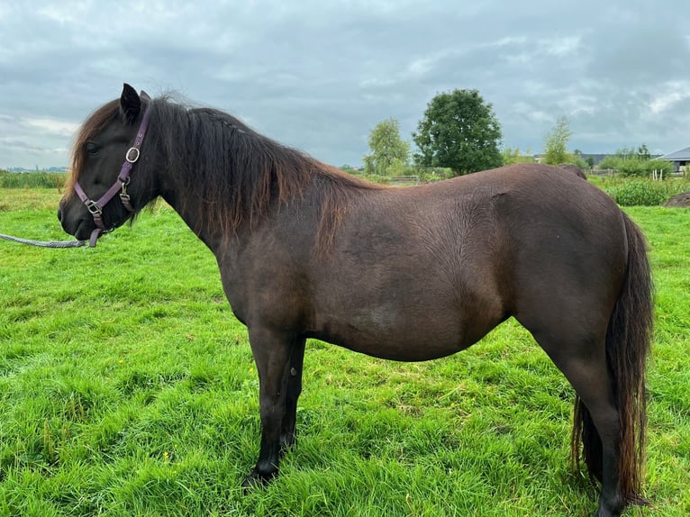 Kuce szetlandzkie Klacz 2 lat 97 cm Kara in Bodegraven