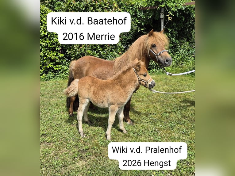 Kuce szetlandzkie Klacz 2 lat Biała in Veghel