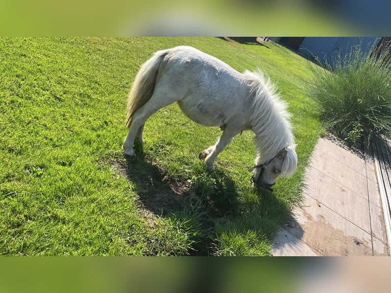 Kuce szetlandzkie Klacz 2 lat Srokata in Rhinow