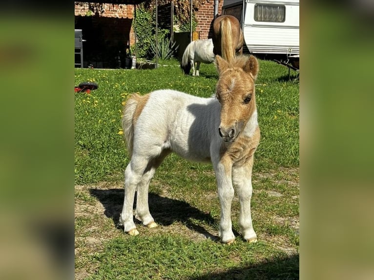 Kuce szetlandzkie Klacz 2 lat Srokata in Rhinow