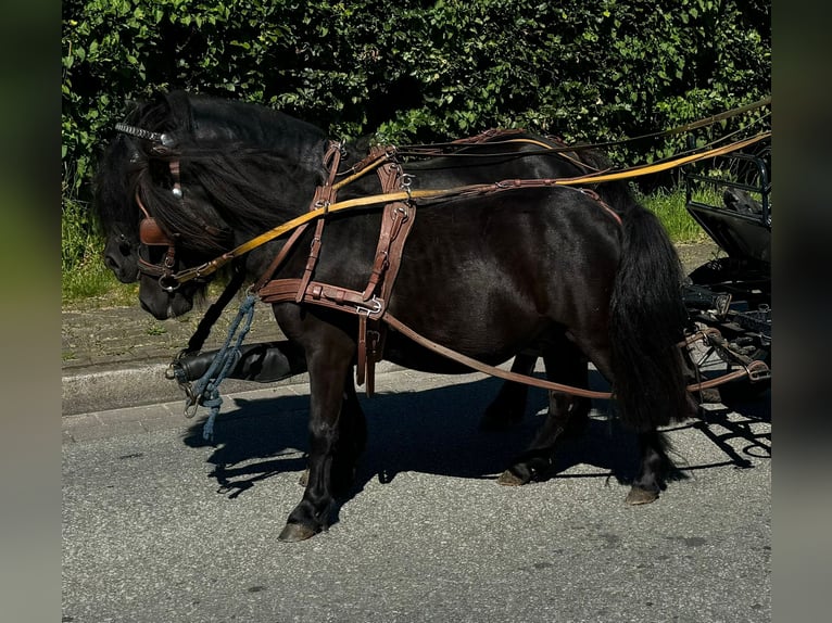 Kuce szetlandzkie Klacz 3 lat 100 cm Kara in Süderlügum