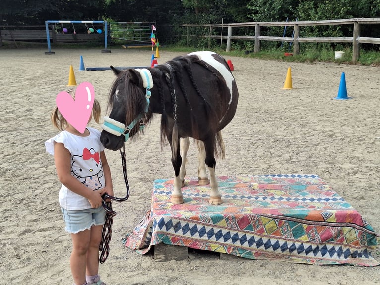 Kuce szetlandzkie Klacz 3 lat 100 cm Srokata in Argenbühl