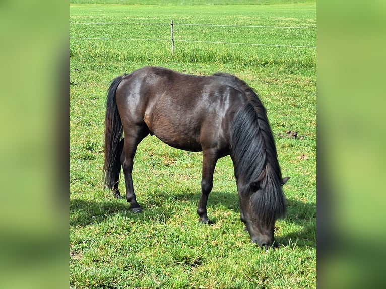 Kuce szetlandzkie Klacz 3 lat 100 cm Srokata in Argenbühl