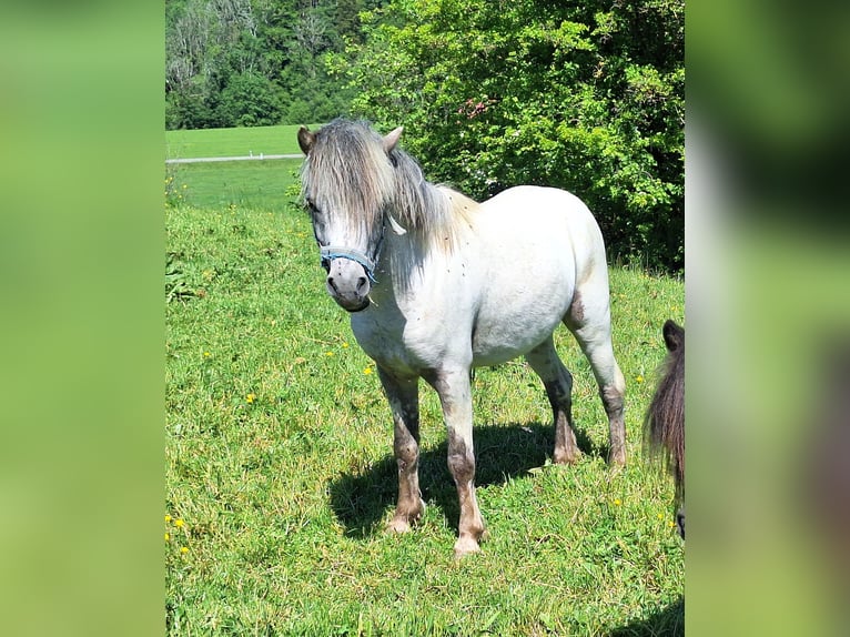 Kuce szetlandzkie Klacz 3 lat 100 cm Srokata in Argenbühl