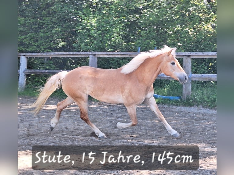 Kuce szetlandzkie Klacz 3 lat 100 cm Srokata in Argenbühl
