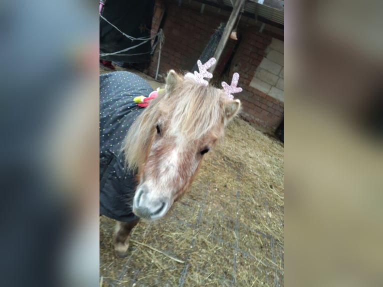 Kuce szetlandzkie Klacz 3 lat 103 cm Bułana in Baiersdorf