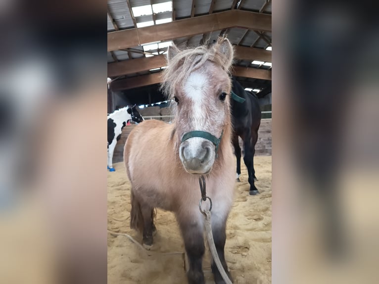 Kuce szetlandzkie Klacz 3 lat 103 cm Bułana in Baiersdorf