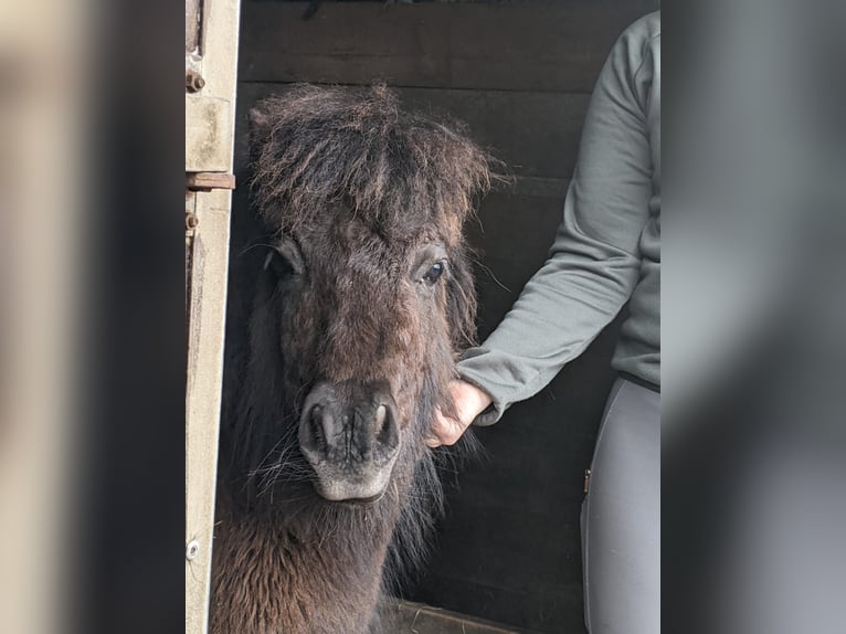 Kuce szetlandzkie Klacz 3 lat 105 cm Kara in Hürup OT Maasbüll