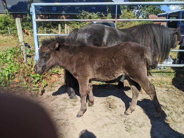 Kuce szetlandzkie Klacz 3 lat 105 cm Kara in Hürup OT Maasbüll