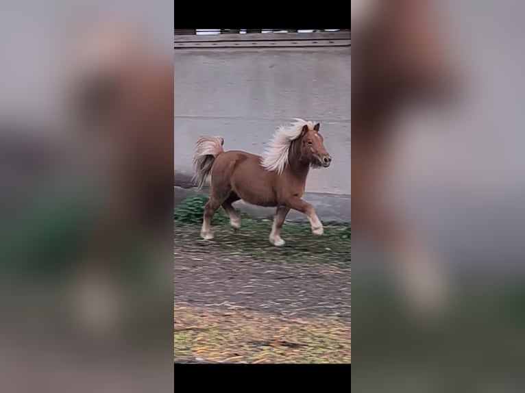 Kuce szetlandzkie Klacz 3 lat 107 cm Kasztanowata in Annaburg
